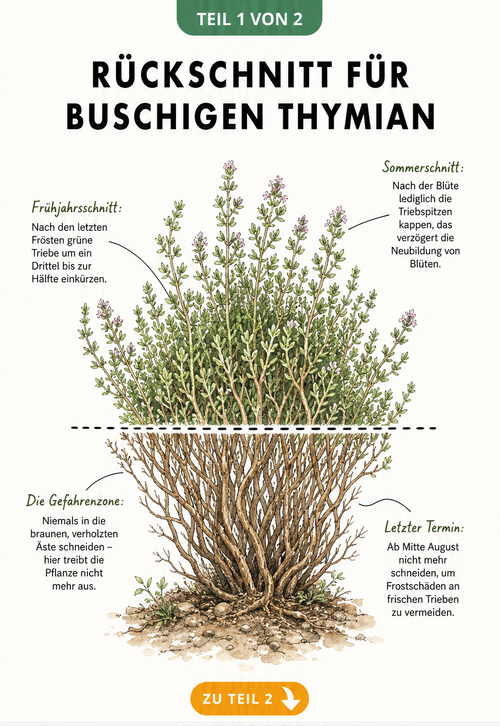 Botanische Illustration eines Thymian-Halbstrauchs mit Markierungen für den richtigen Rückschnitt