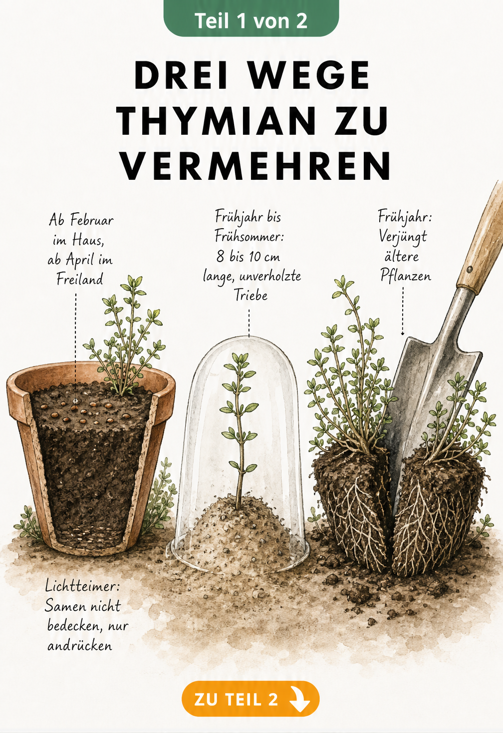 Botanische Illustration der drei Methoden zur Thymian-Vermehrung: Aussaat, Stecklinge und Teilung