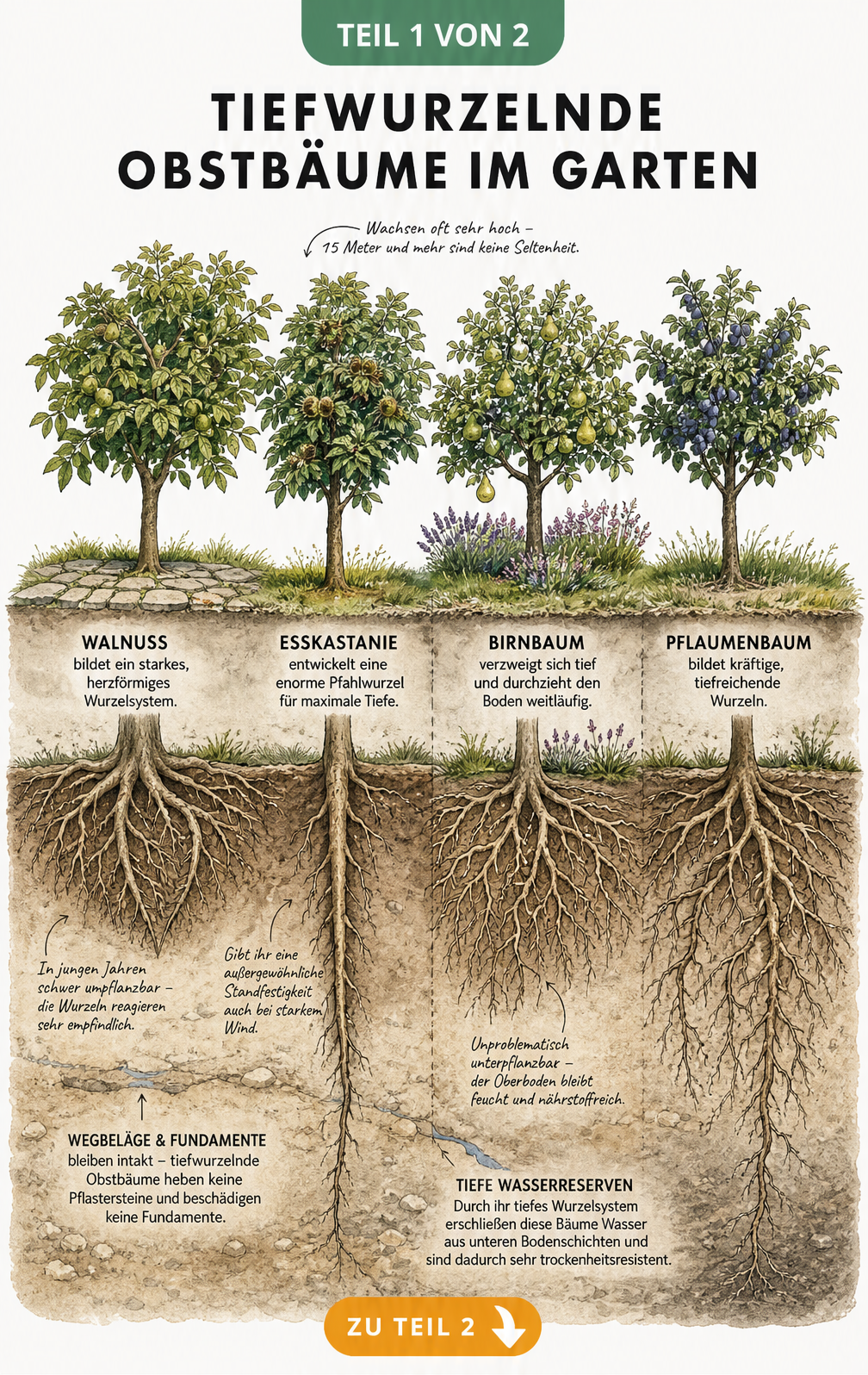 Botanische Querschnitt-Illustration von tiefwurzelnden Obstbäumen wie Walnuss, Esskastanie, Birne und Pflaume im Erdreich
