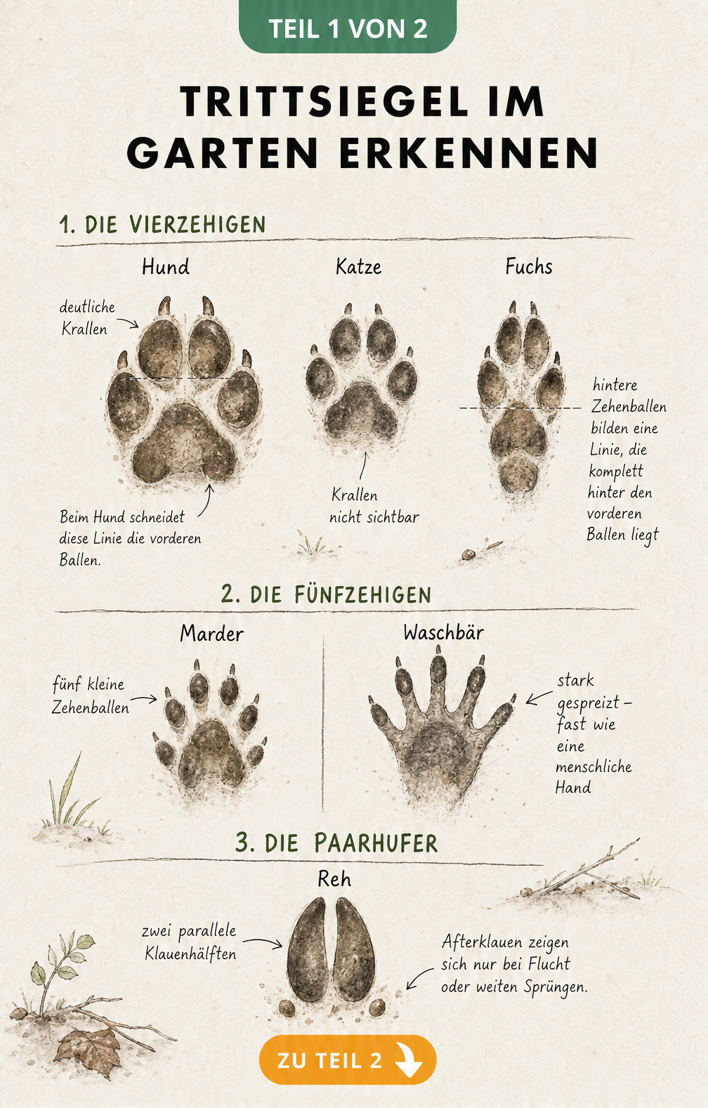 Illustration verschiedener Trittsiegel von Tieren im Garten, unterteilt in Vierzehige, Fünfzehige und Paarhufer