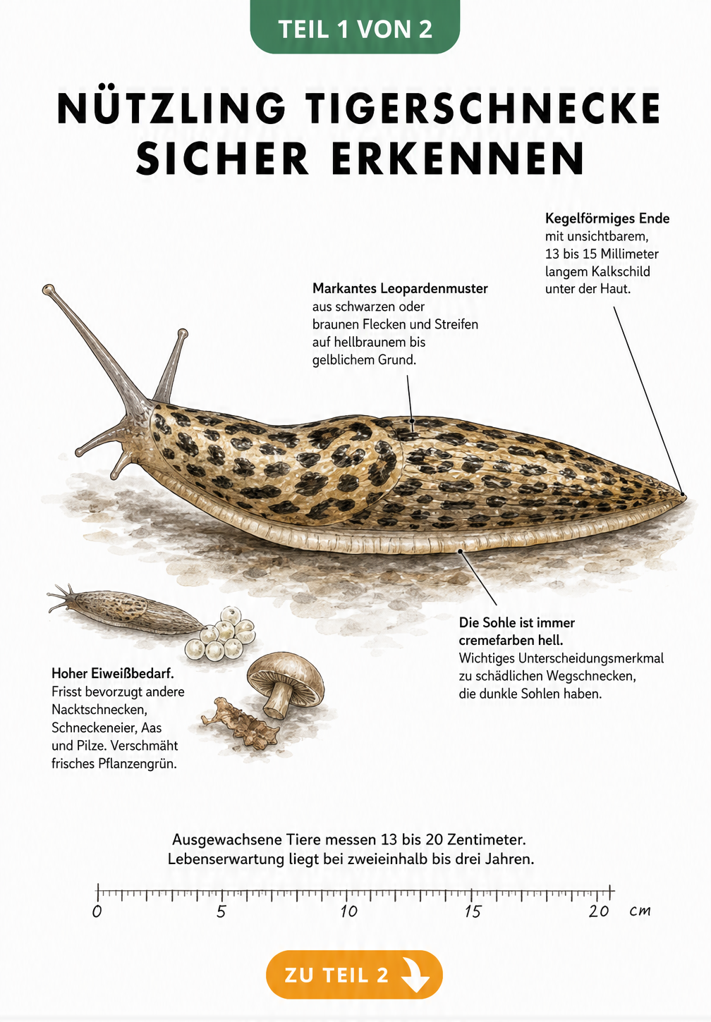 Illustration einer Tigerschnecke mit Leopardenmuster, cremefarbener Sohle und Größenmaßstab