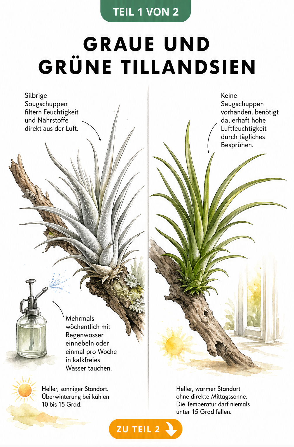 Botanische Illustration einer grauen und einer grünen Tillandsie mit Pflegehinweisen