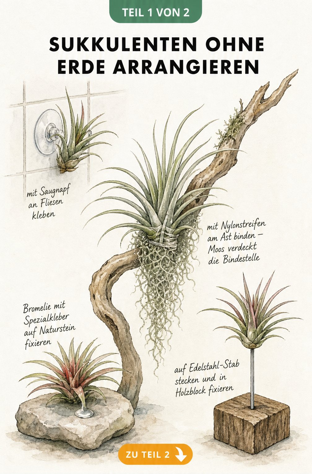 Illustration von vier Befestigungsmethoden für Tillandsien ohne Erde: Saugnapf, Edelstahl-Stab, Spezialkleber und Aufbinden an einem Ast.