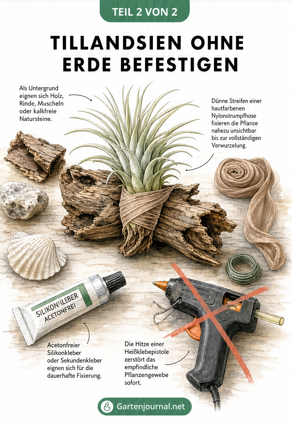 Aquarell-Illustration zur Befestigung einer Tillandsie an Treibholz mit Nylonstrumpfhose und Kleber