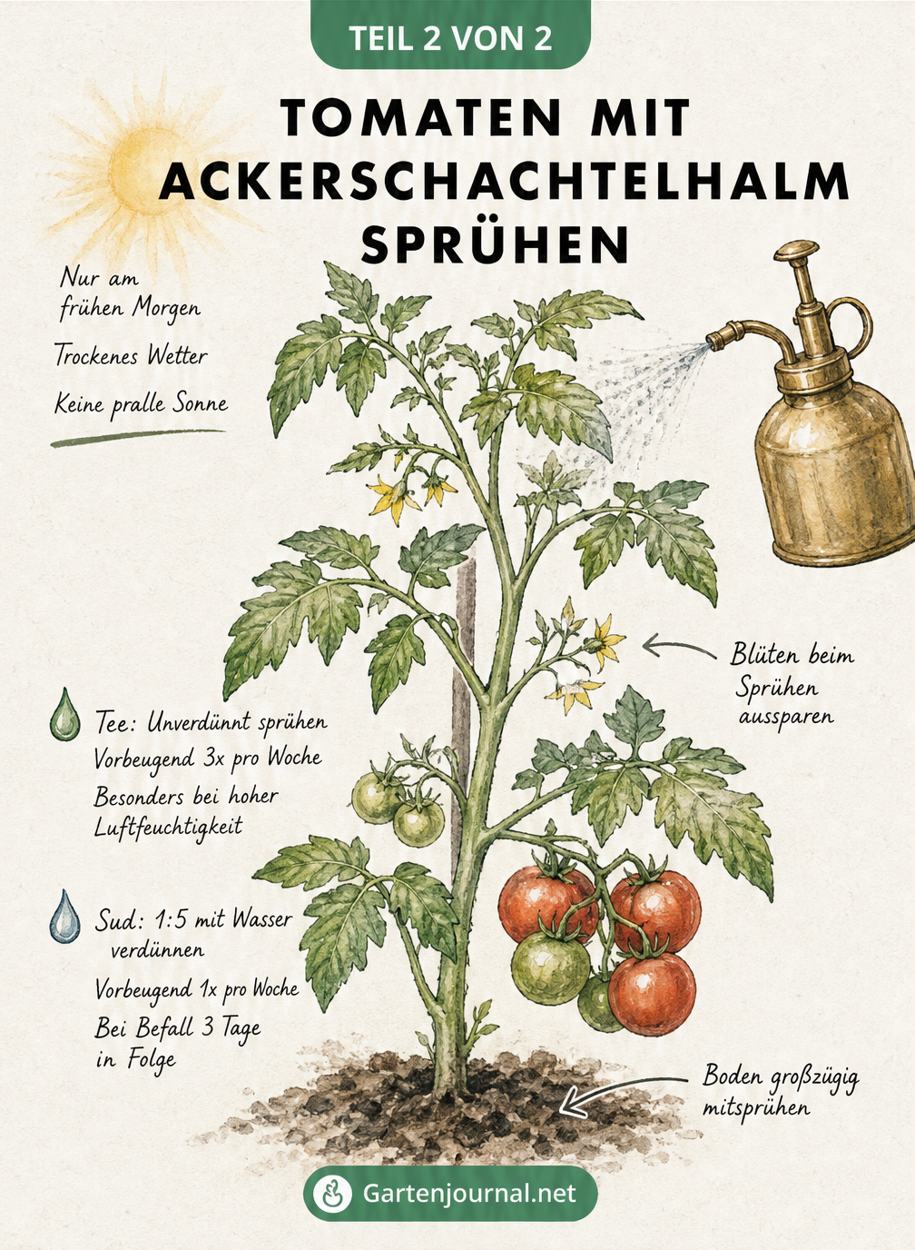 Illustration einer Tomatenpflanze, die mit Ackerschachtelhalm besprüht wird, inklusive Anwendungsregeln
