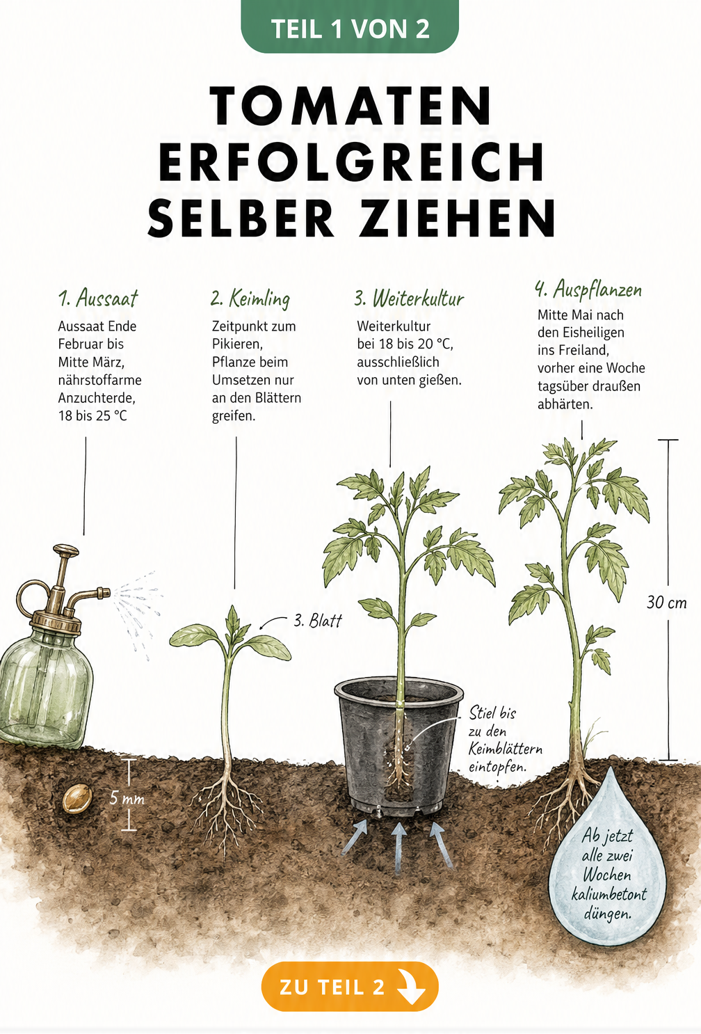 Botanische Querschnitt-Darstellung der Tomatenentwicklung vom Samen bis zur 30 Zentimeter hohen Jungpflanze mit Pflegehinweisen.