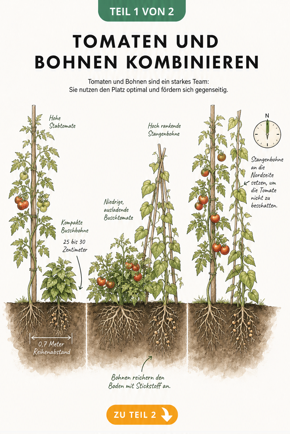 Botanische Querschnittszeichnung eines Gartenbeets mit drei Pflanzszenarien für Tomaten und Bohnen, inklusive Maßangaben und Wurzelsystemen.