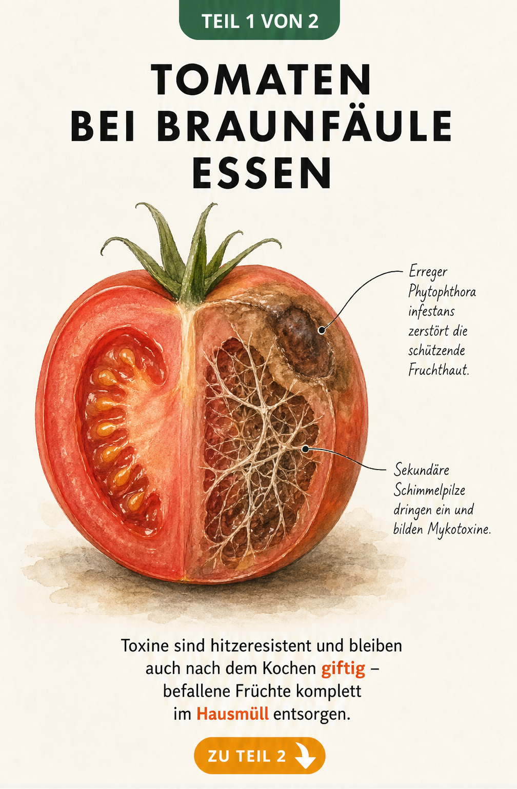 Botanische Illustration einer Tomate mit Braunfäule und Schimmelpilz-Geflecht im Querschnitt