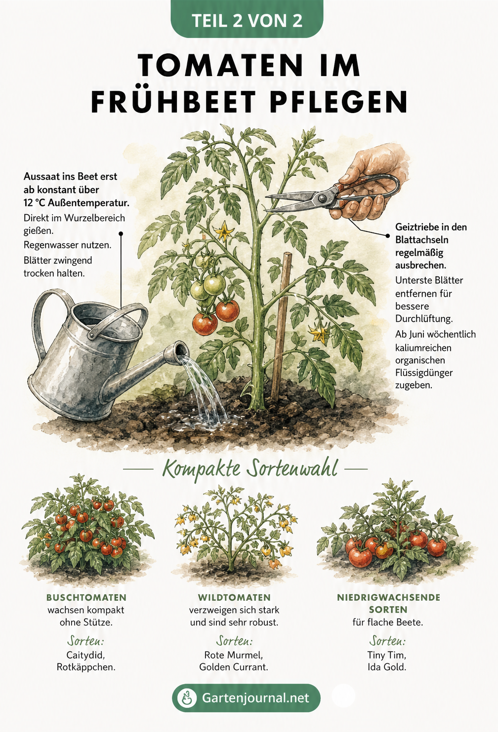 Illustration einer Tomatenpflanze im Frühbeet mit Pflegetipps zu Gießen, Ausgeizen, Düngen und passenden kompakten Sorten