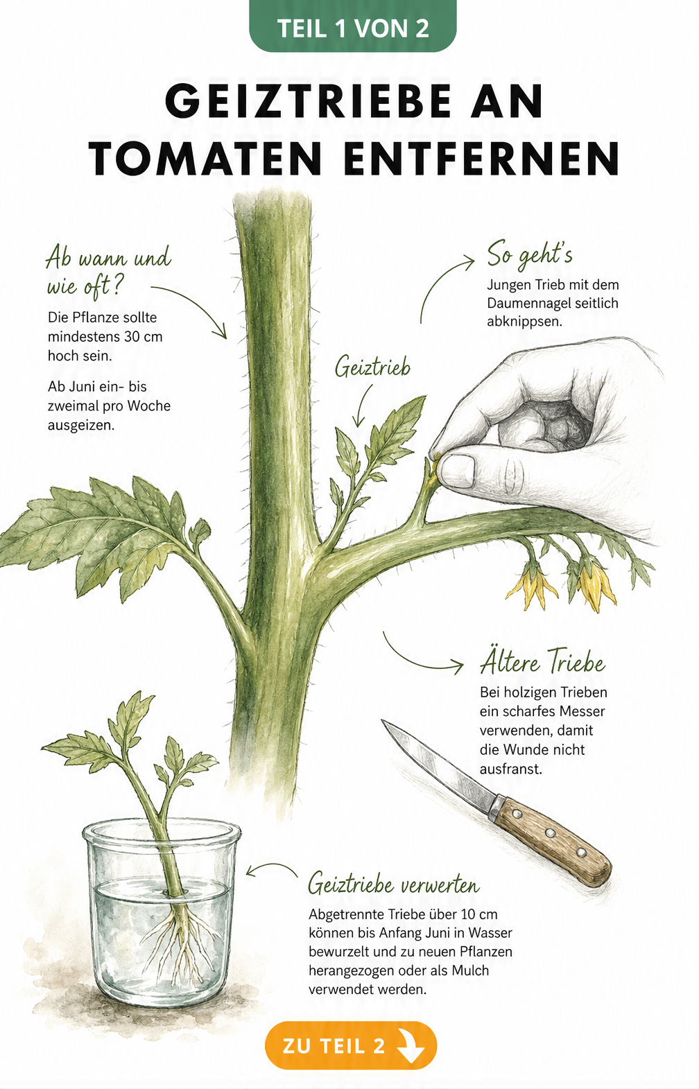 Botanische Illustration eines Tomatenstängels, die zeigt, wie ein Geiztrieb in der Blattachsel mit den Fingern abgeknipst wird.