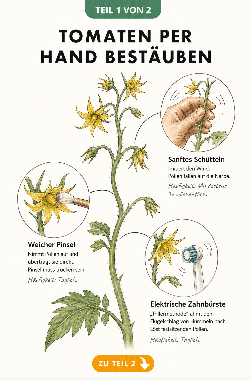 Illustration von drei Methoden zur manuellen Bestäubung von Tomaten: Schütteln, Pinsel und elektrische Zahnbürste