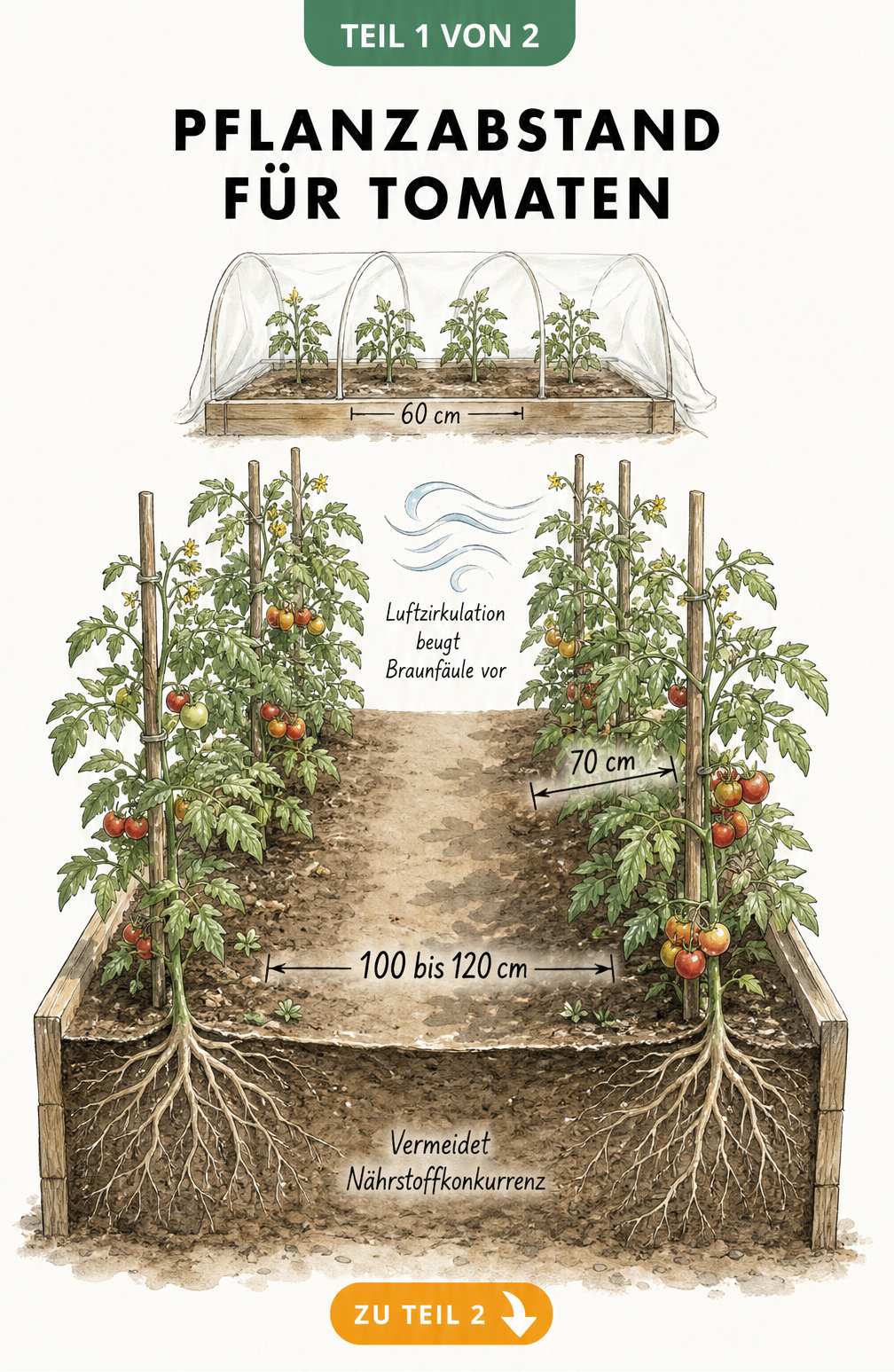 Isometrische Skizze eines Gartenbeets mit Tomatenpflanzen, die den idealen Pflanzabstand von 70 cm in der Reihe und 100 bis 120 cm zwischen den Reihen zeigt.