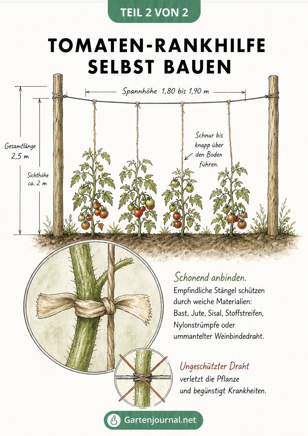Skizze einer selbstgebauten Tomaten-Rankhilfe mit Holzpfählen, Draht und Schnüren sowie Detailansicht zum schonenden Anbinden