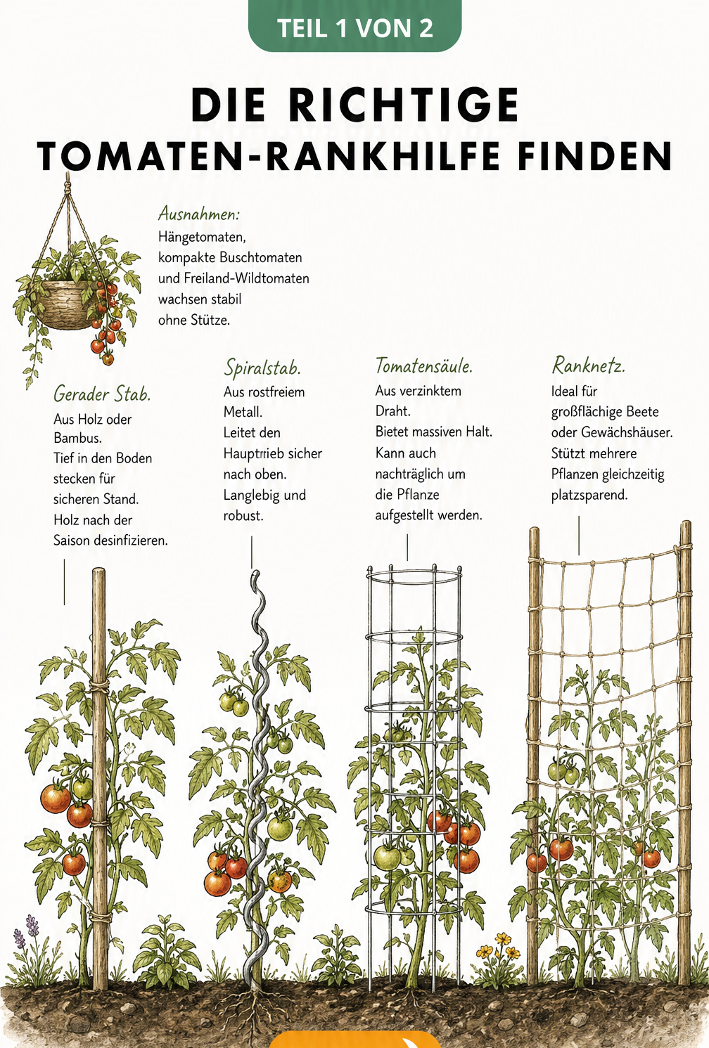 Illustration verschiedener Tomaten-Rankhilfen wie gerader Stab, Spiralstab, Tomatenturm und Ranknetz im Gartenbeet