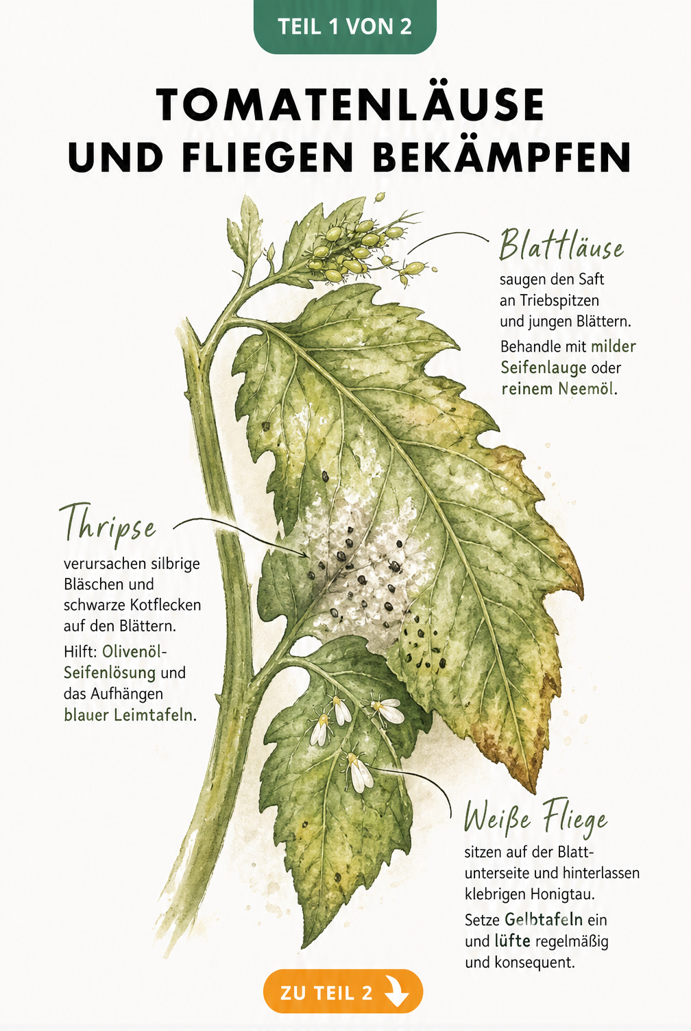 Botanische Illustration eines Tomatenblattes mit Blattläusen, Thripsen und Weißen Fliegen sowie passenden Gegenmitteln wie Neemöl und Gelbtafeln.