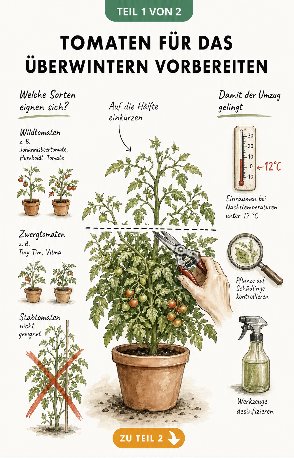 Illustration einer buschigen Tomatenpflanze im Terrakottatopf, die um die Hälfte eingekürzt wird, mit Sortenempfehlungen für Wild- und Zwergtomaten sowie...