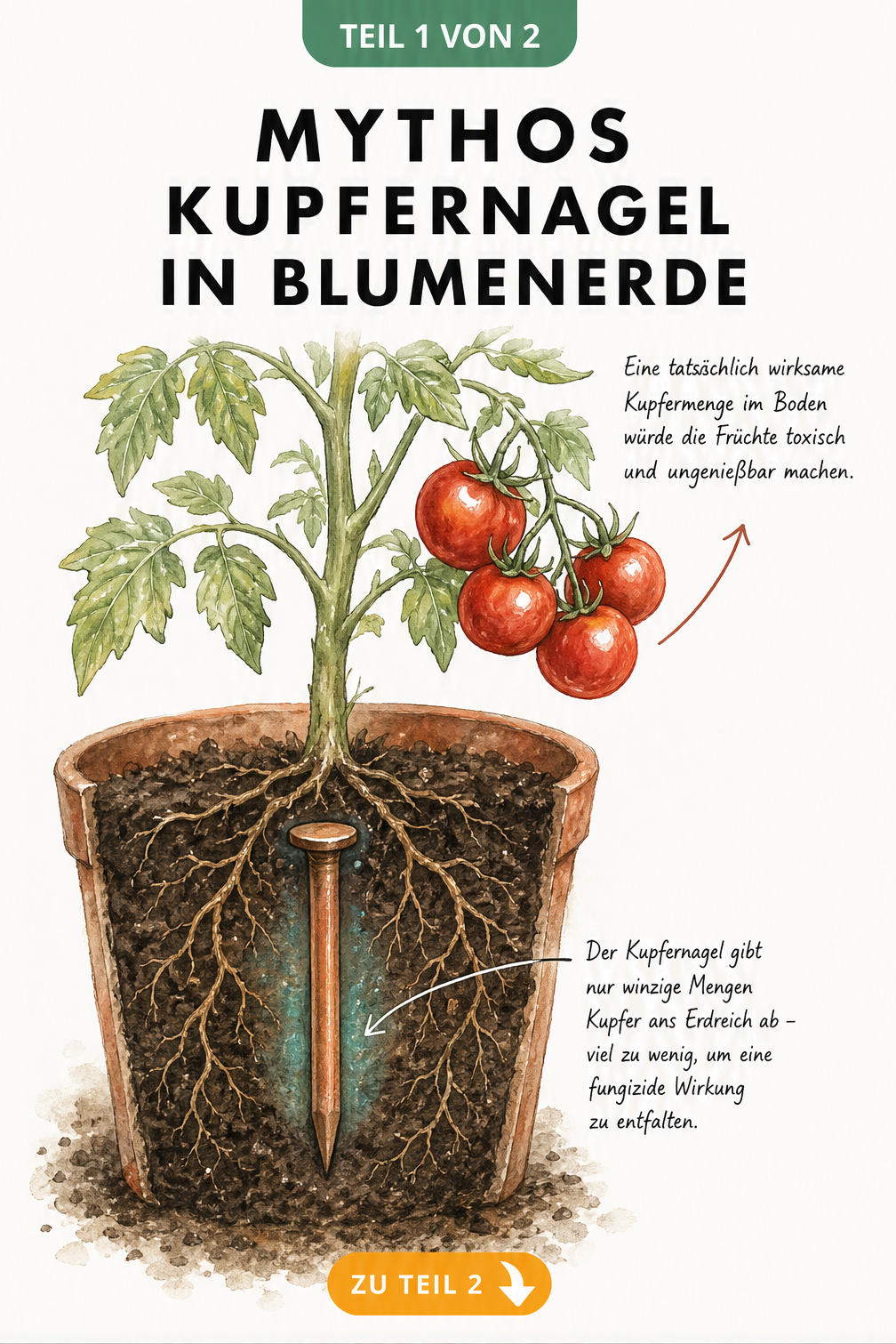 Schnittbild einer Tomatenpflanze im Topf mit einem Kupfernagel in der Erde, der keine ausreichende Kupfermenge abgibt.