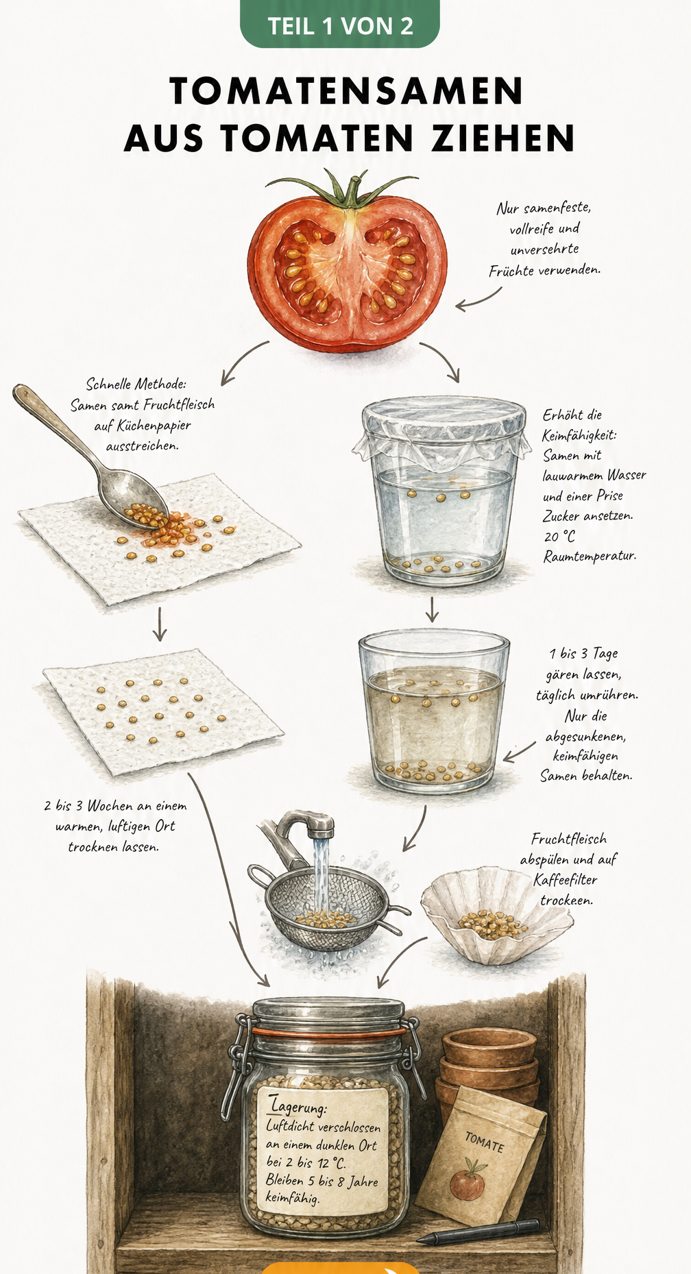 Illustration der Trockenmethode und Nassgärung zur Gewinnung von Tomatensamen aus frischen Tomaten