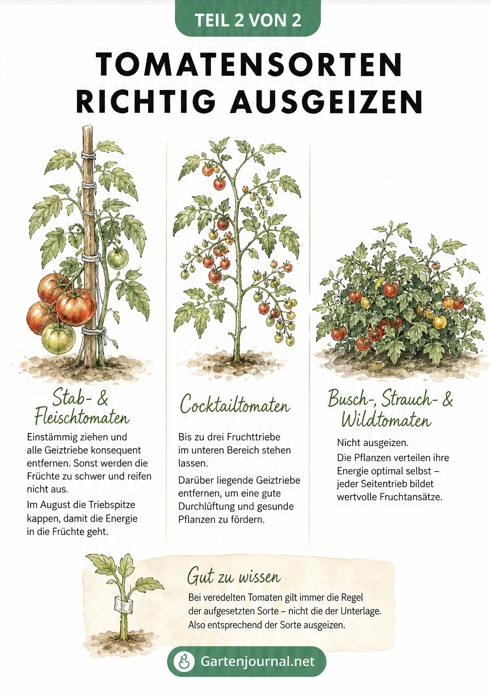 Aquarell-Zeichnungen von Stabtomaten, Cocktailtomaten und Buschtomaten mit Erklärungen zum jeweiligen Ausgeizen.