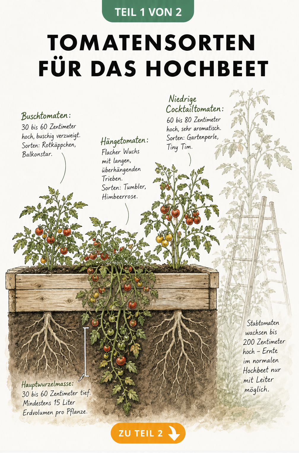 Querschnitt eines Hochbeets mit verschiedenen Tomatensorten wie Buschtomaten, Hängetomaten und Cocktailtomaten im Größenvergleich