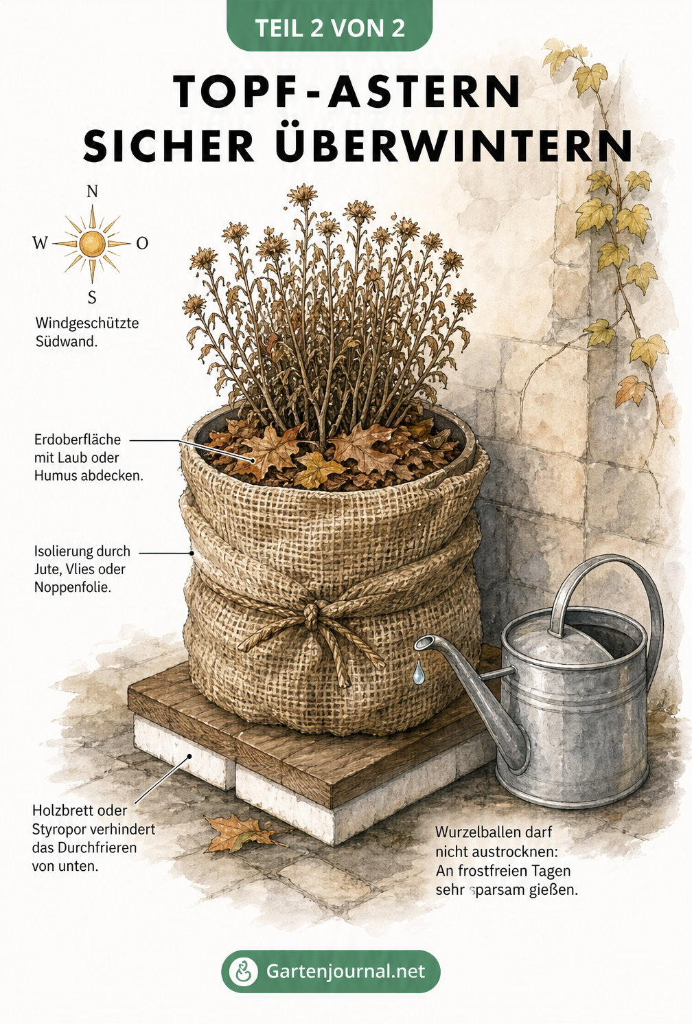 Eingetopfte Aster vor einer Hauswand mit Winterschutz aus Jute, Laub und Styroporunterlage
