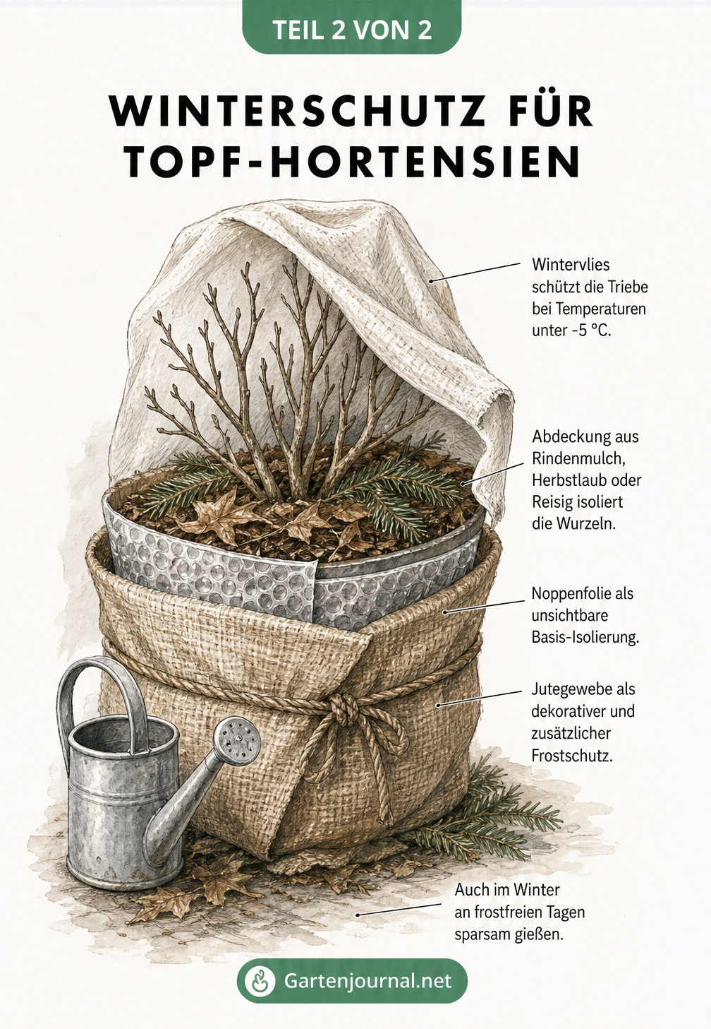 Schnittzeichnung einer Topf-Hortensie im Winter mit verschiedenen Schutzschichten wie Wintervlies, Rindenmulch und Noppenfolie