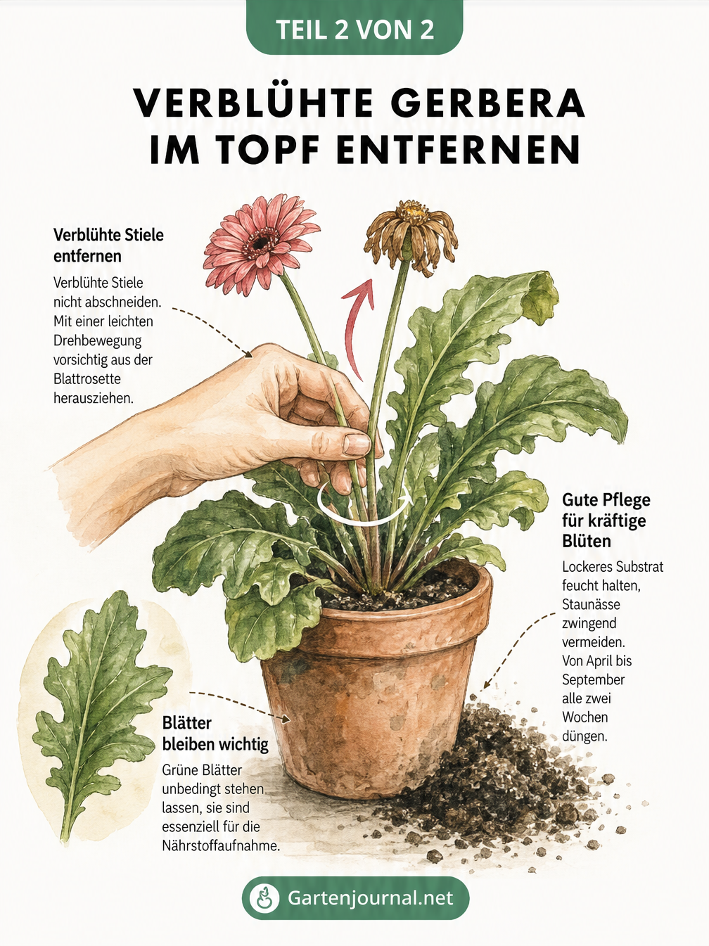 Skizze einer Topfgerbera, die zeigt, wie verblühte Stiele durch Herausdrehen entfernt werden