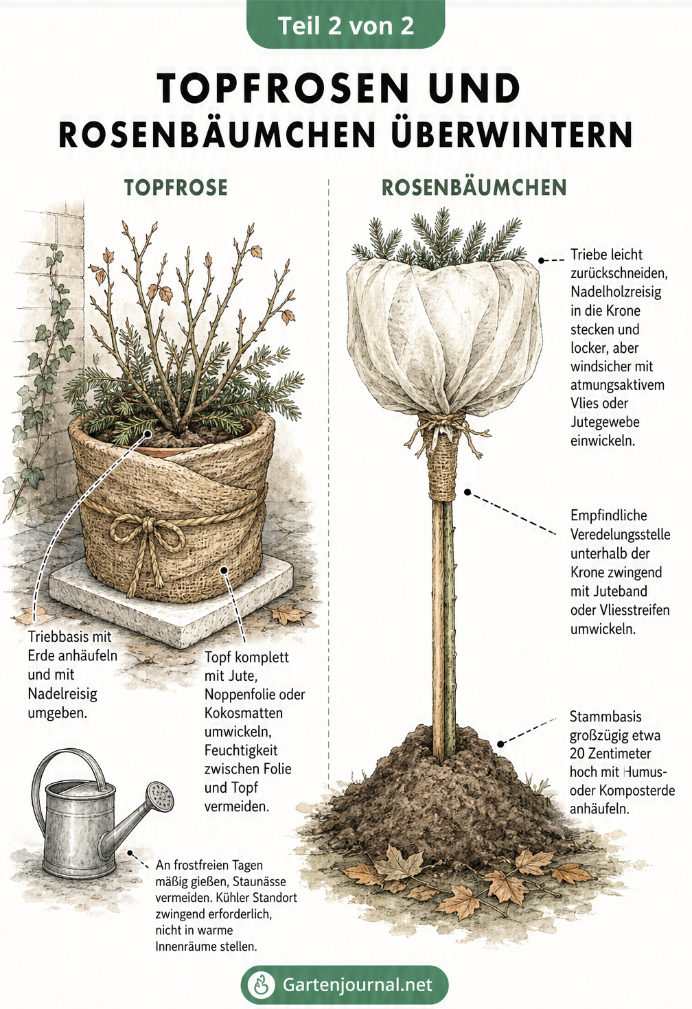 Illustration einer Topfrose und eines Rosenbäumchens mit Winterschutz aus Jute, Vlies und Reisig