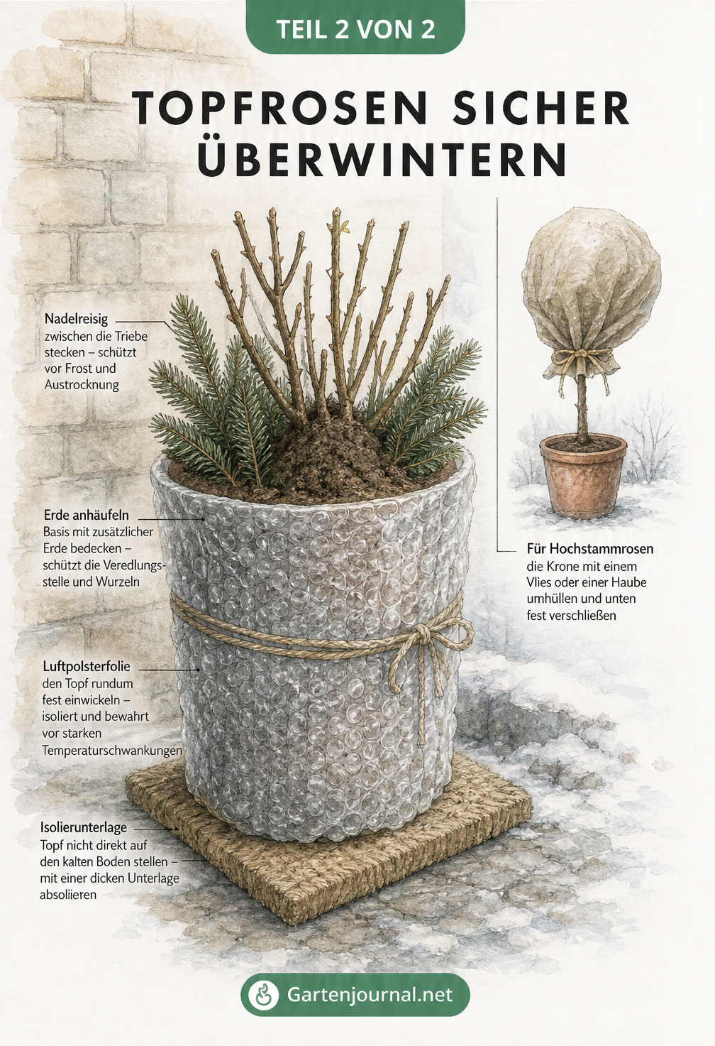 Illustration einer Topfrose mit Winterschutz aus Luftpolsterfolie, Isolierunterlage und Nadelreisig