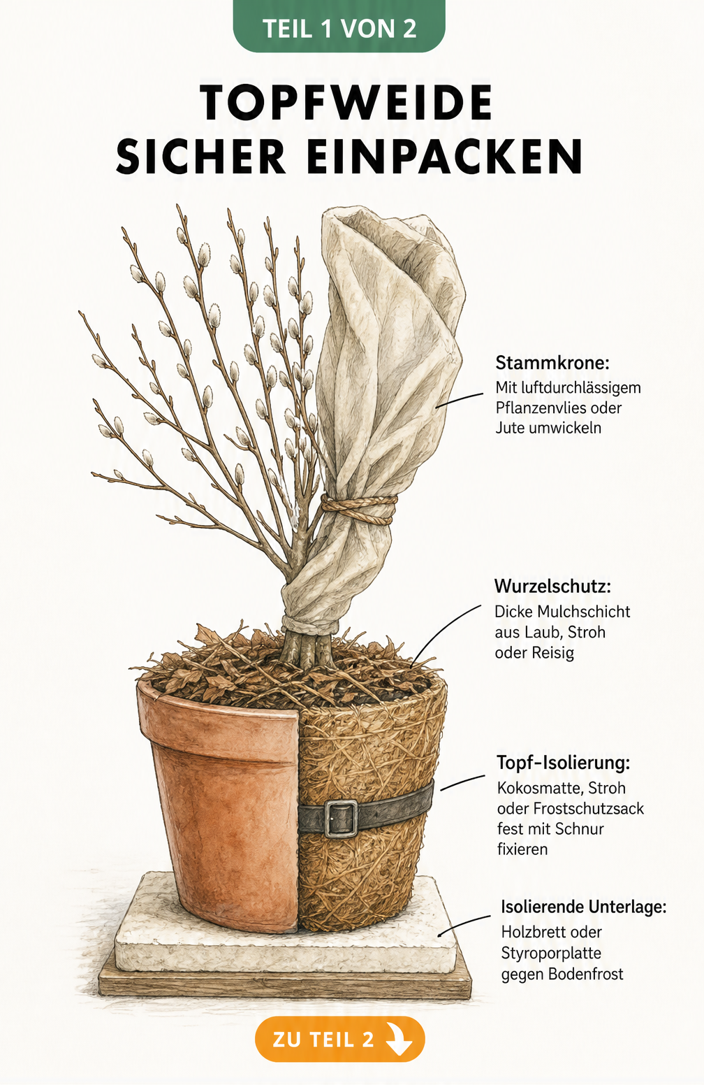 Botanische Illustration einer Weide im Topf mit verschiedenen Schichten an Winterschutzmaterialien wie Kokosmatte, Mulch und Pflanzenvlies.