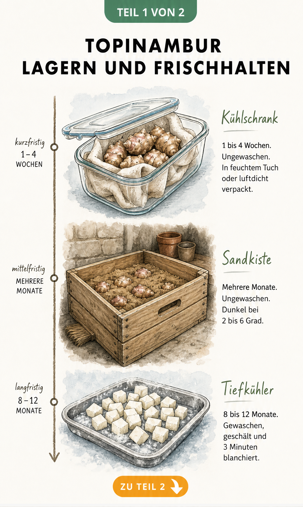 Botanische Illustration zur Lagerung von Topinambur im Kühlschrank, in Sand und im Tiefkühler mit Haltbarkeitsangaben