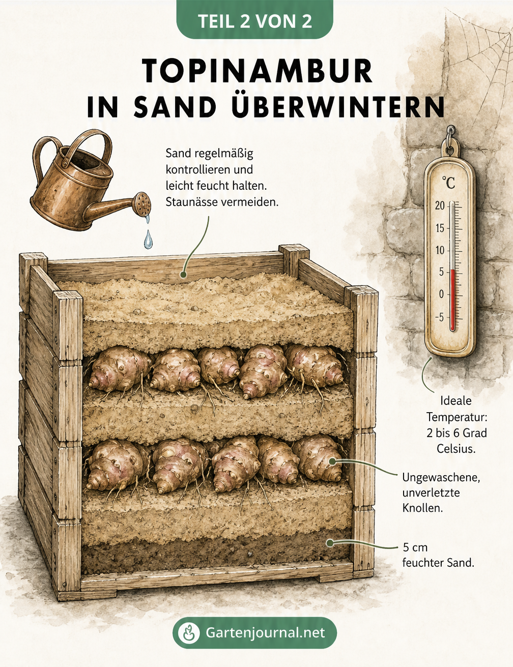 Querschnittszeichnung einer Holzkiste zur Überwinterung von Topinambur in feuchtem Sand bei 2 bis 6 Grad