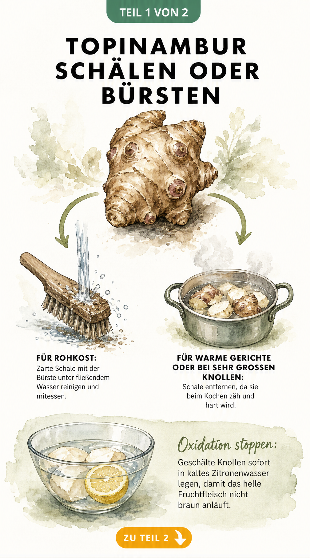 Illustration einer Topinambur-Knolle mit zwei Pfaden: links Reinigung mit Bürste für Rohkost, rechts Schälen für warme Gerichte, unten Zitronenwasser gegen...