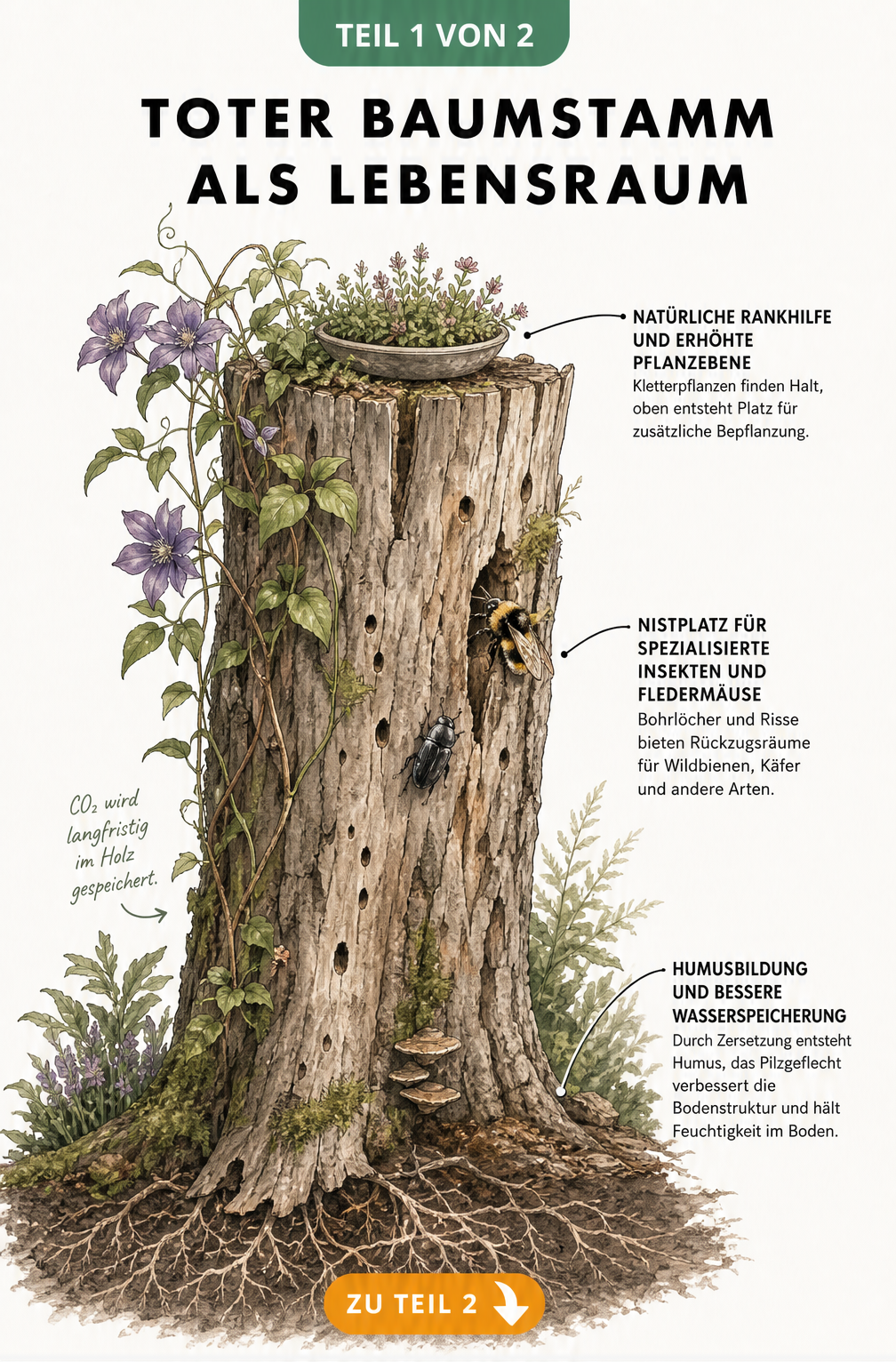 Illustration eines toten Baumstamms als Lebensraum für Insekten und Pflanzen mit Darstellung der Humusbildung