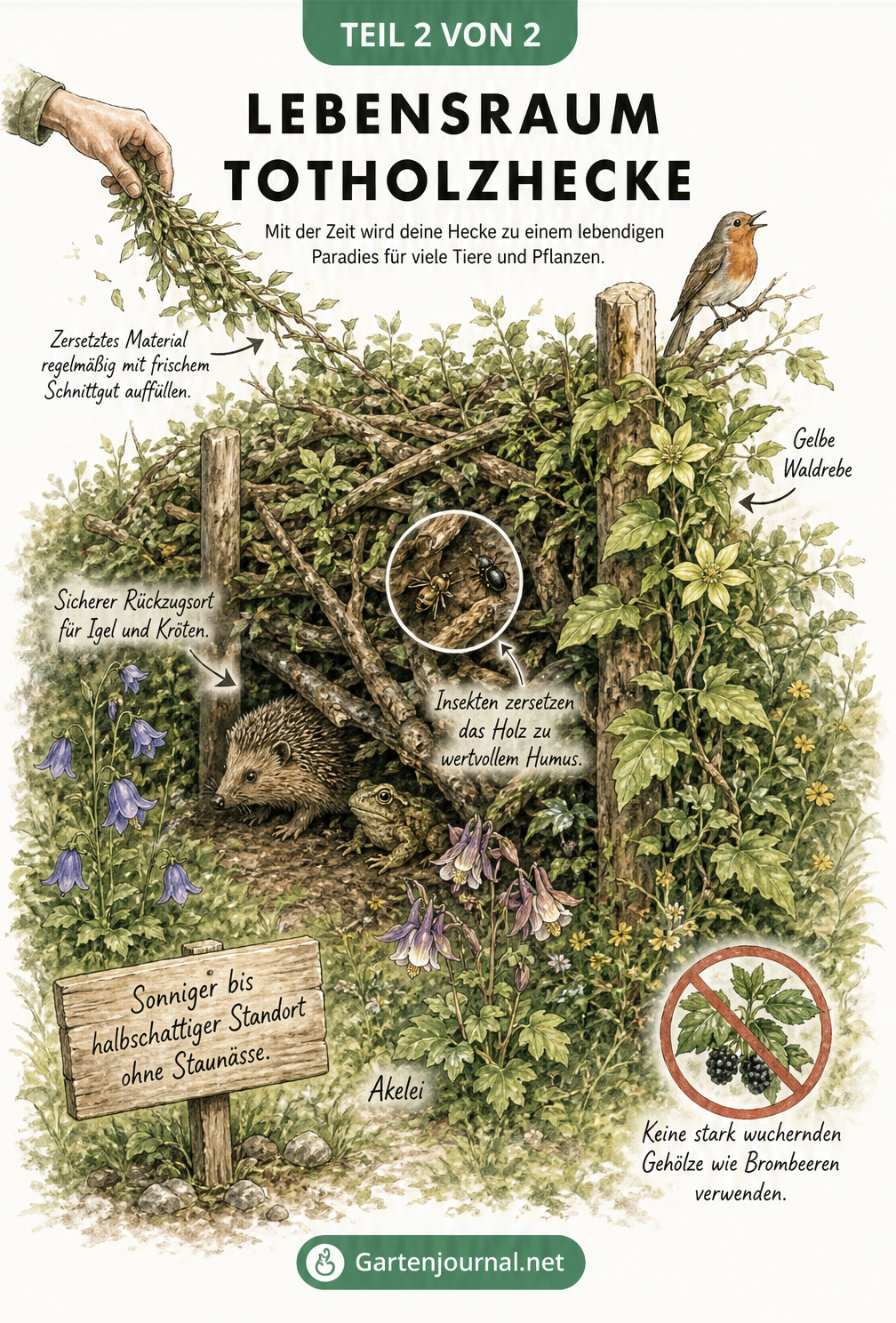 Illustration einer bewachsenen Totholzhecke mit Igel, Wildbienen, Singvogel und blühenden Pflanzen
