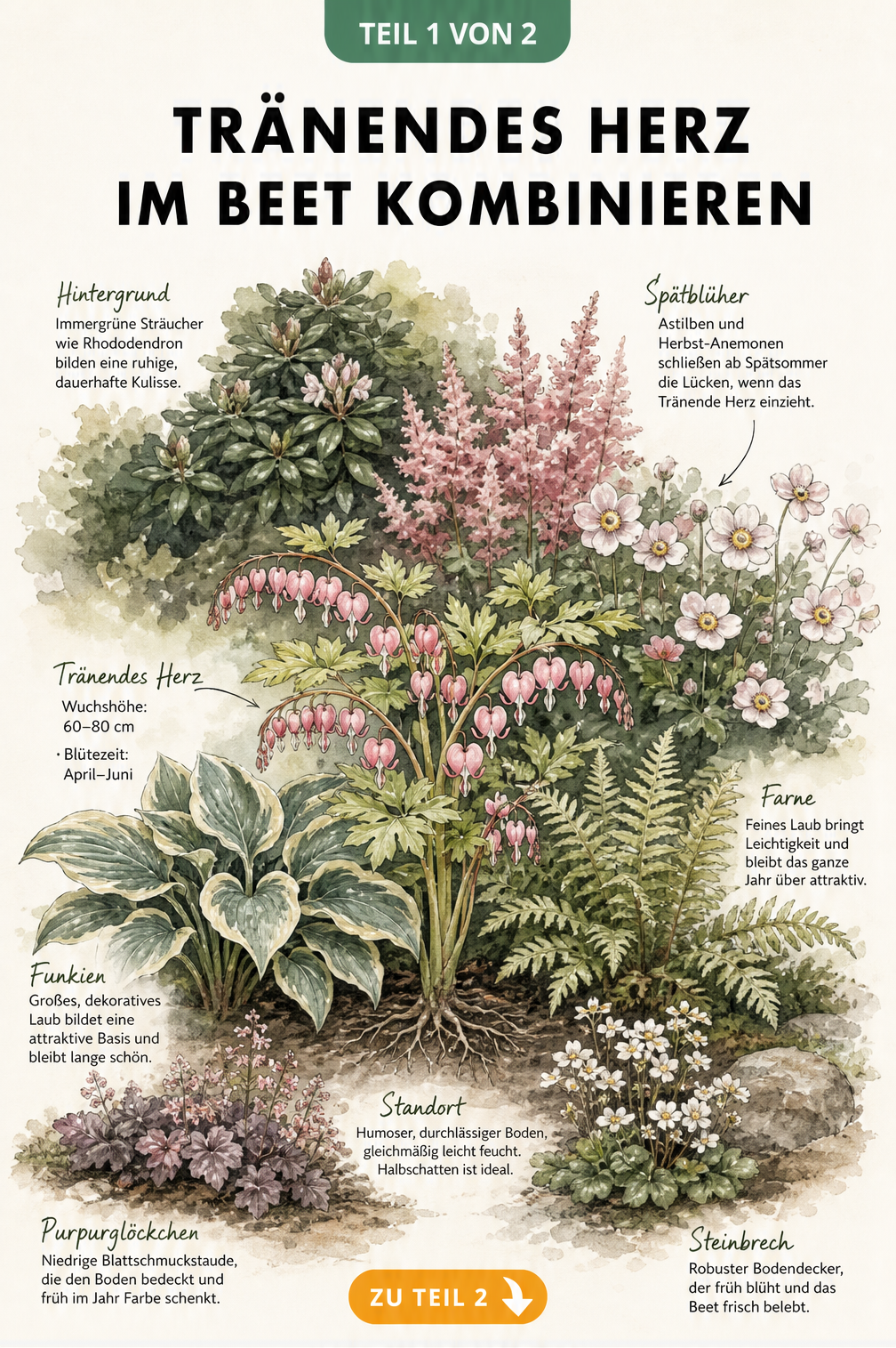 Querschnitt eines Beetes mit Tränendem Herz, umgeben von Rhododendron, Astilben, Funkien und Bodendeckern
