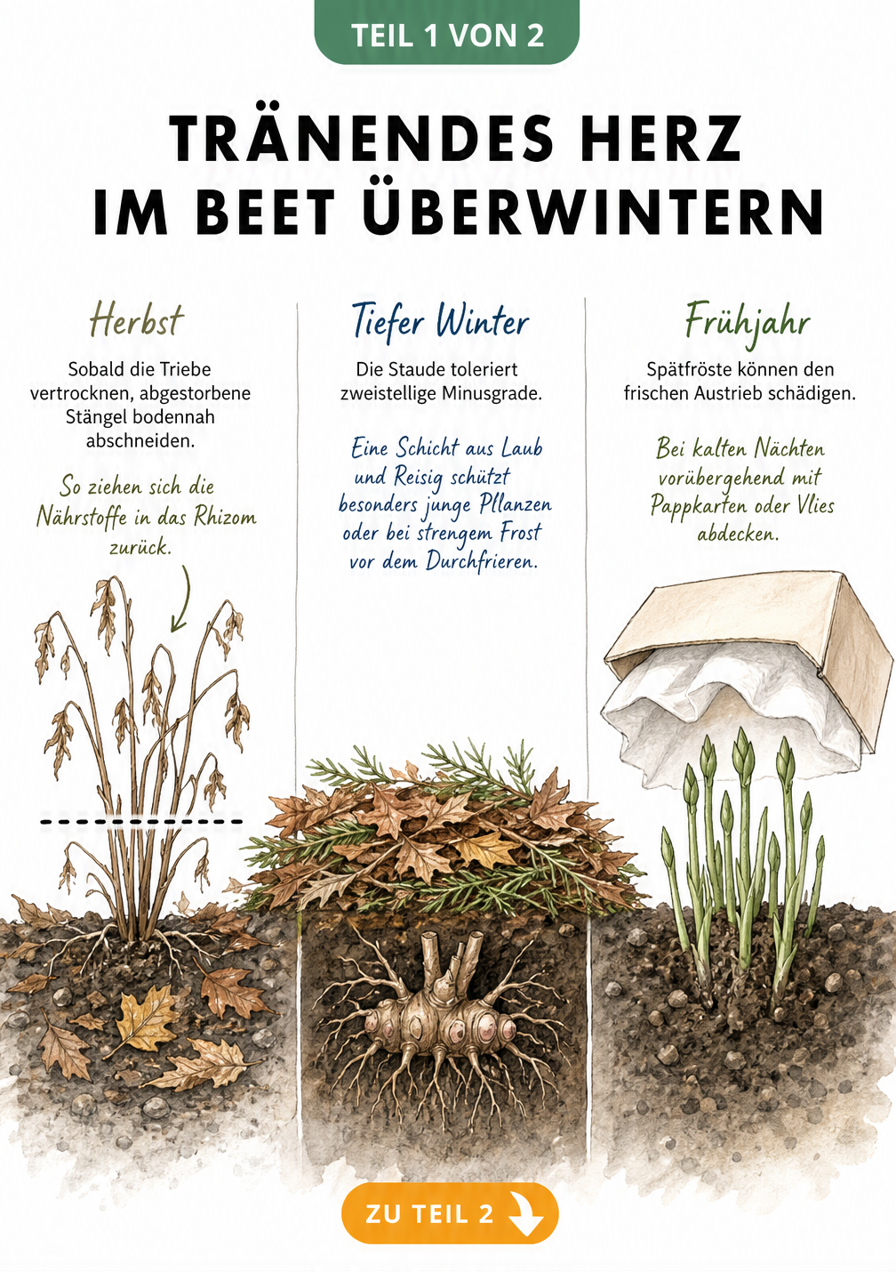 Illustration des Tränenden Herzens im Beet von Herbst bis Frühjahr mit Schnittlinie, Rhizom unter Laub und Vliesabdeckung