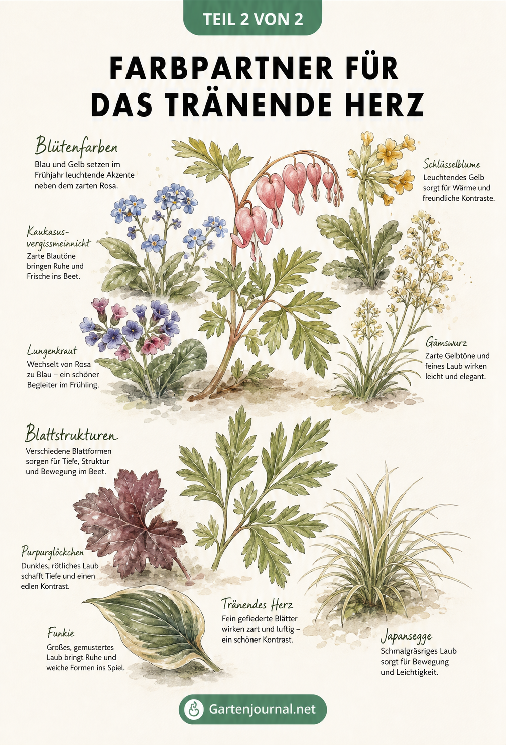 Botanische Illustration von Blüten und Blättern des Tränenden Herzens im Kontrast zu Vergissmeinnicht, Schlüsselblumen und Funkien