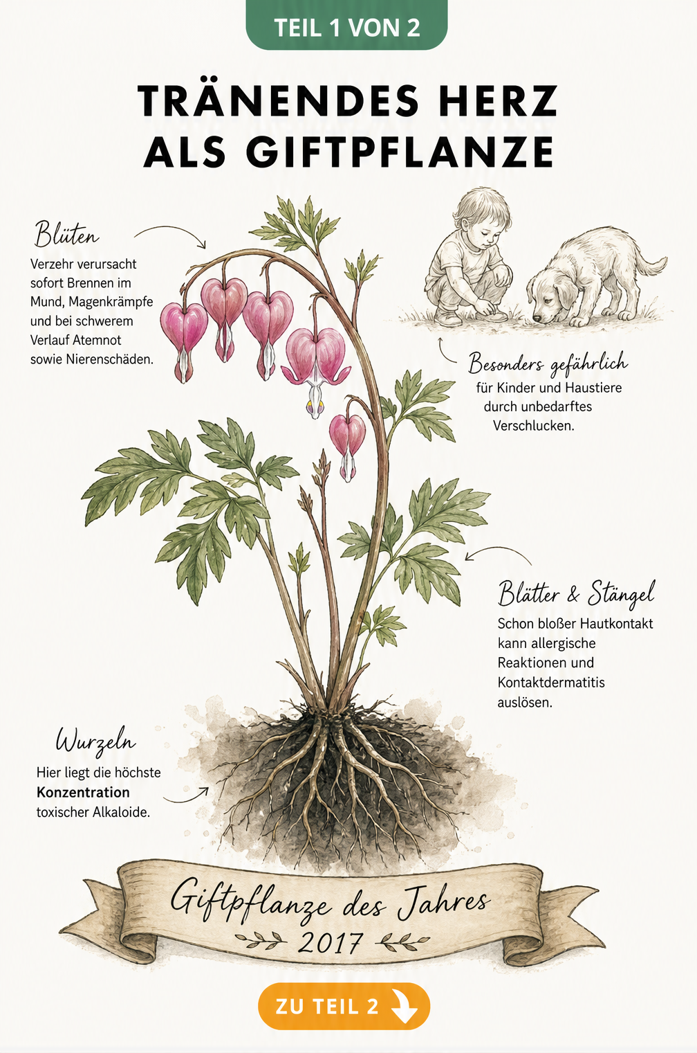 Botanische Illustration des Tränenden Herzens mit Hinweisen auf giftige Pflanzenteile und Symptome bei Kontakt oder Verzehr