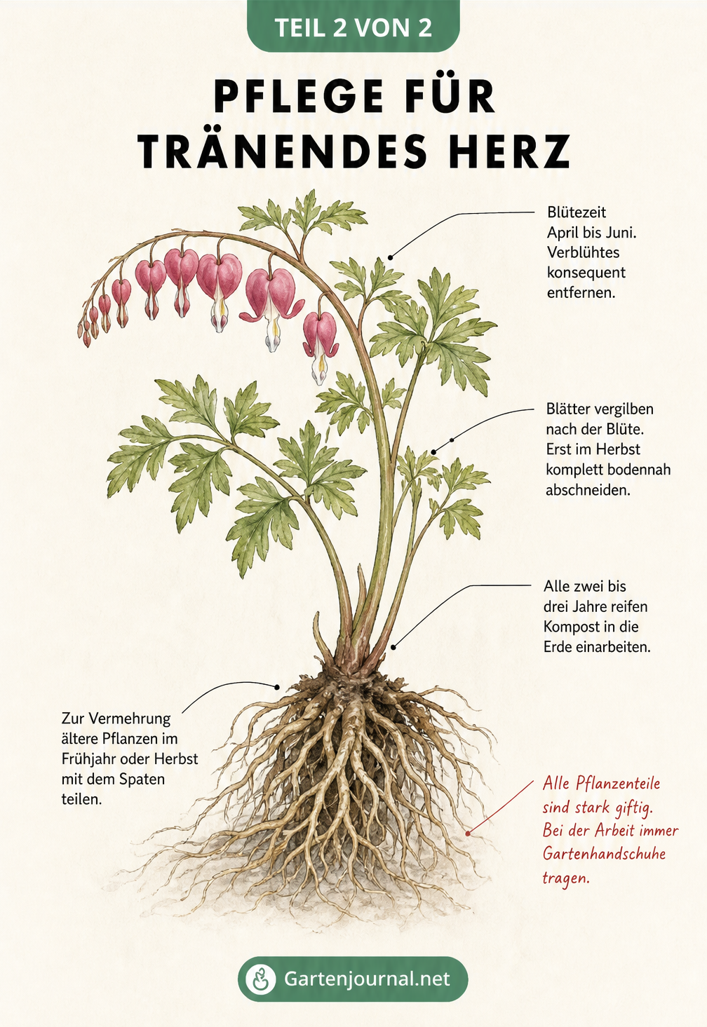 Botanische Illustration eines Tränenden Herzens mit Pflegehinweisen zu Blüte, Schnitt und Vermehrung