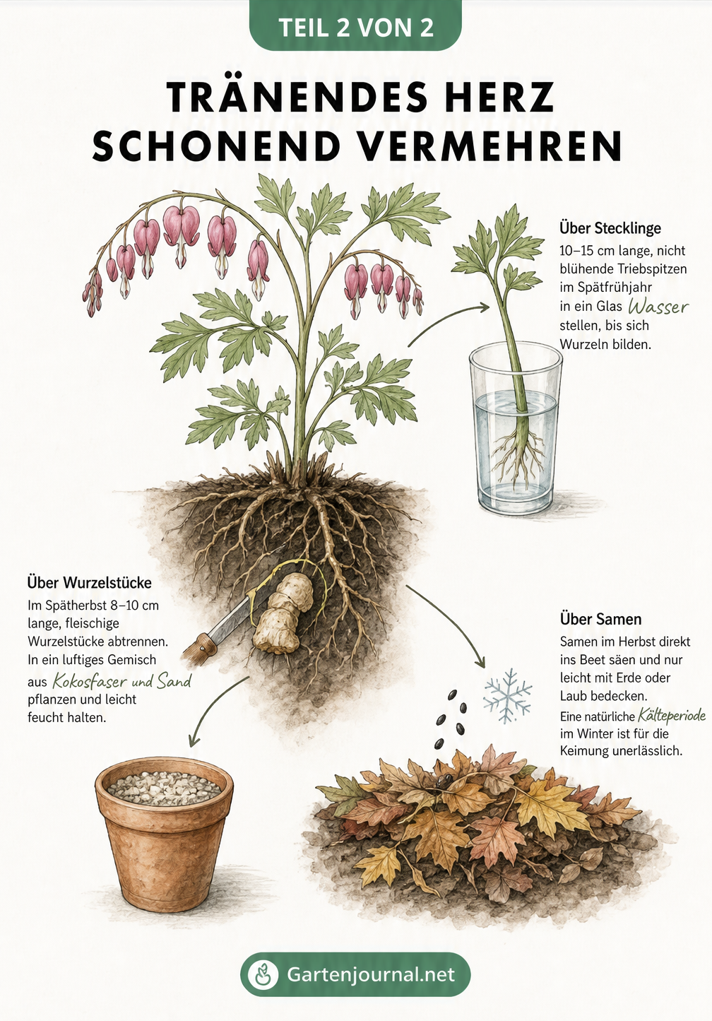 Illustration von drei schonenden Vermehrungsmethoden für das Tränende Herz: Stecklinge im Wasserglas, Wurzelschnittlinge im Topf und Aussaat im Herbstlaub.