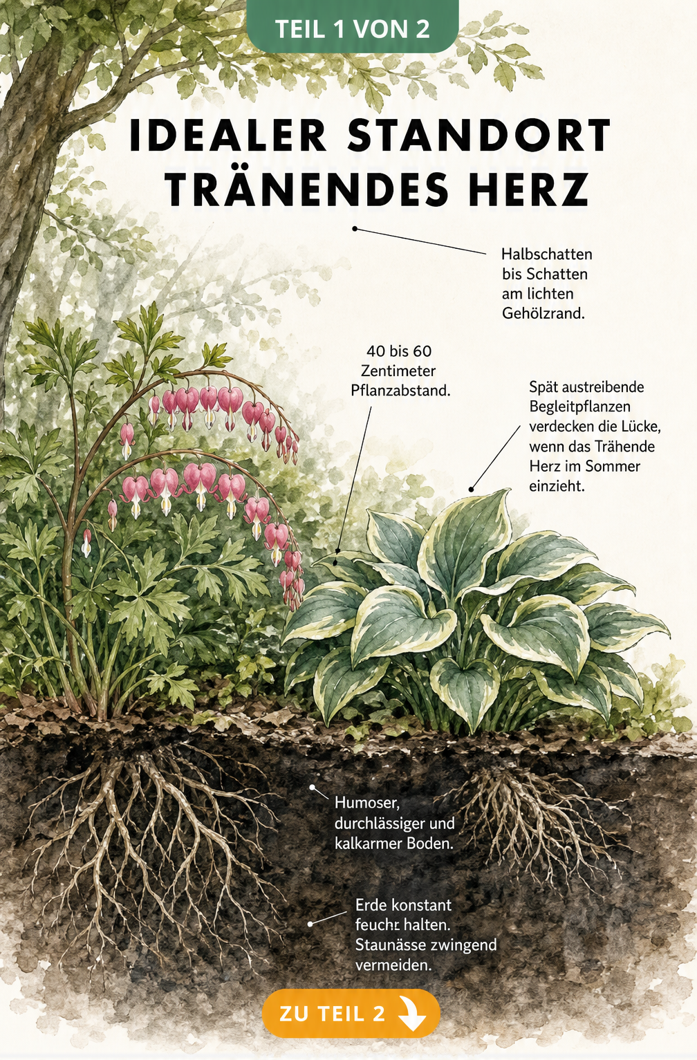 Illustration eines Tränenden Herzens im Gartenbeet mit Wurzelwerk und Begleitpflanzen