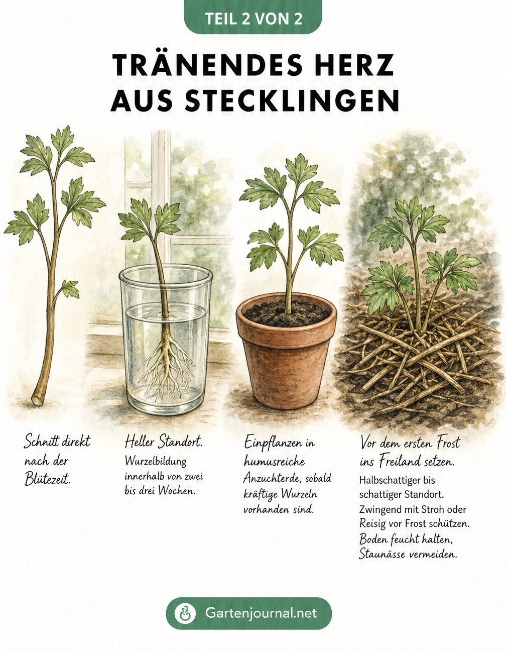 Illustration der Entwicklung eines Tränenden Herzens vom Steckling im Wasserglas bis zur Pflanzung im Freiland
