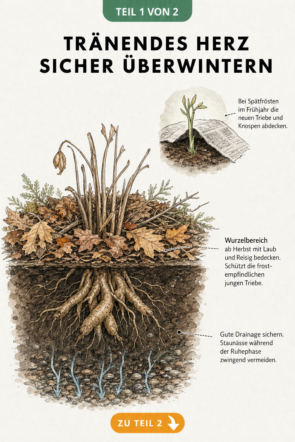 Querschnitt eines Gartenbeets im Winter mit dem Wurzelwerk des Tränenden Herzens unter einer Laubschicht