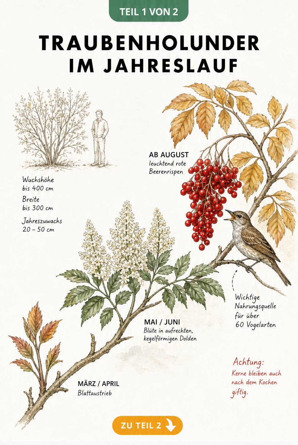 Botanische Illustration des Traubenholunders mit Blattaustrieb, Blüten, roten Beeren und Herbstlaub