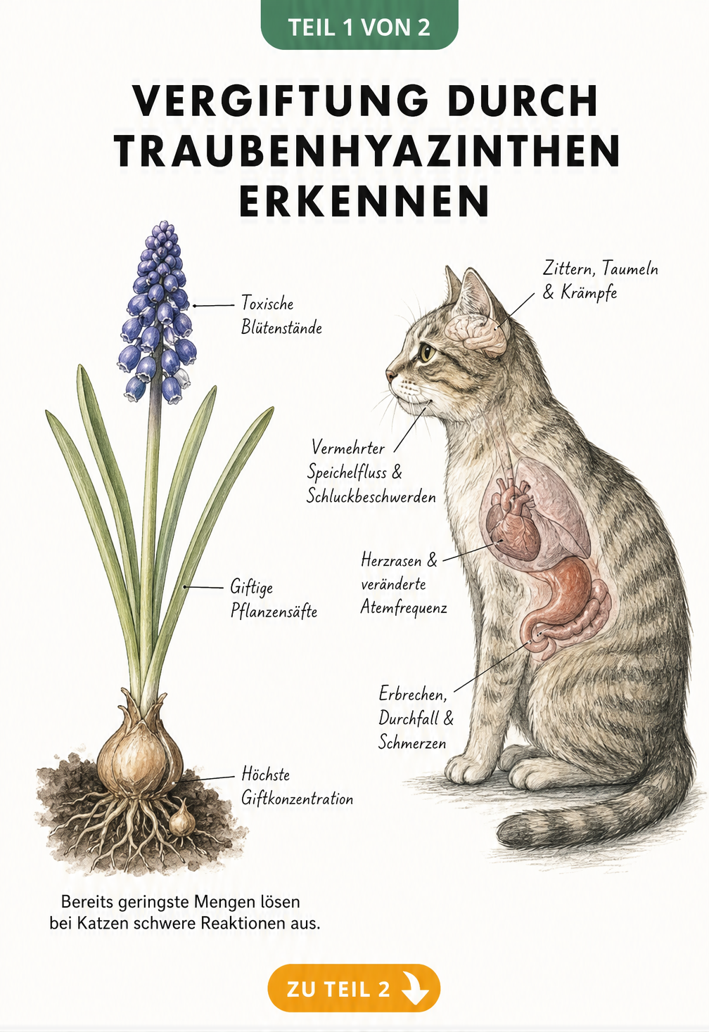 Botanische Illustration einer Traubenhyazinthe und Profil-Skizze einer Katze mit Markierungen der Vergiftungssymptome