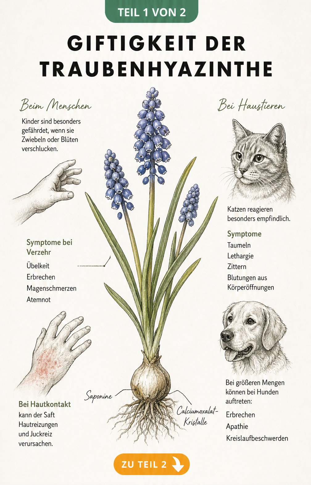 Botanische Illustration einer Traubenhyazinthe mit Hinweisen auf Giftstoffe wie Saponine und Symptome bei Mensch und Tier