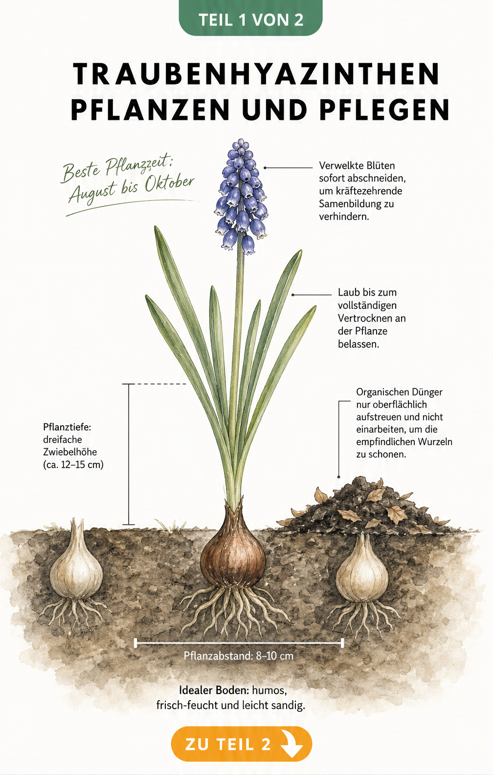 Querschnitt-Illustration eines Gartenbeets mit einer blühenden Traubenhyazinthe, Pflanzmaßen, Pflanztiefe und Pflegetipps
