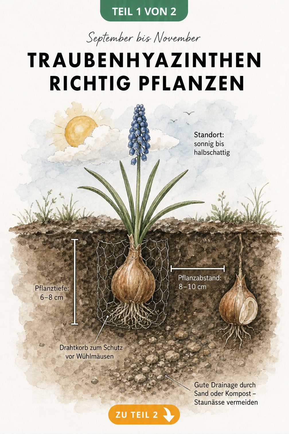 Botanische Illustration einer Traubenhyazinthen-Zwiebel im Erdschnitt mit Pflanztiefe und Pflanzabstand