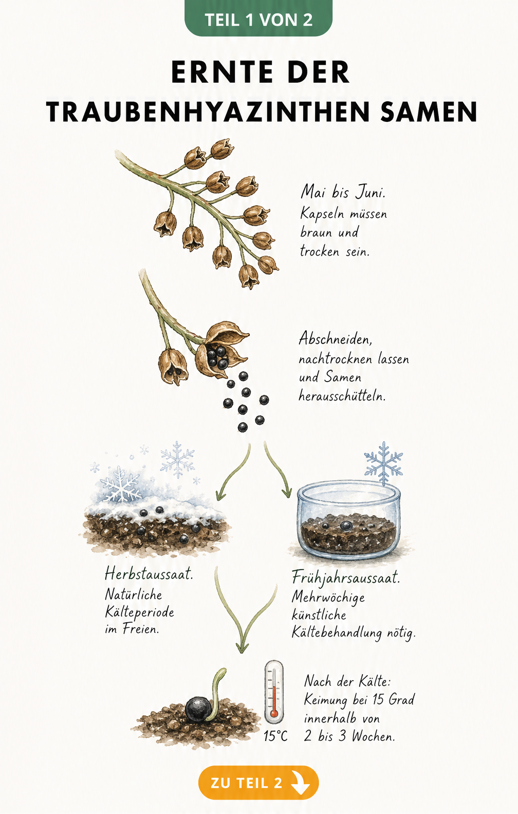 Botanische Skizze zur Ernte von Traubenhyazinthen-Samen mit braunen Samenkapseln und Kaltkeimer-Prinzip